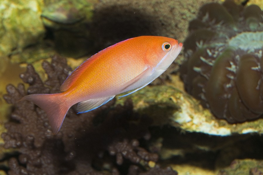 Anthias Fish in Saltwater  Aquarium